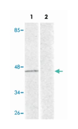 NCF1 (phospho S345), Rabbit anti-Human, Polyclonal Antibody, Abnova 100 &mu;L | Buy Online | Abnova | Fisher Scientific