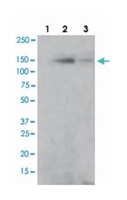 BCAR1 (phospho Y410), Rabbit anti-Human, Mouse, Rat, Polyclonal Antibody, Abnova 100 &mu;L | Buy Online | Abnova Corporation | Fisher Scientific