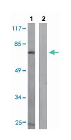 RAF1 (phospho Y341), Rabbit anti-Human, Mouse, Polyclonal Antibody, Abnova 100 &mu;L | Buy Online | Abnova Corporation | Fisher Scientific