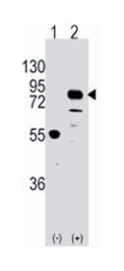 CDH9 Rabbit anti-Human, Polyclonal Antibody, Abnova 400 &mu;L | Buy Online | Abnova Corporation | Fisher Scientific