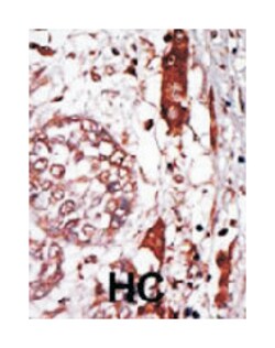 GNB2L1 Rabbit anti-Human, Polyclonal Antibody, Abnova 400 &mu;L | Buy Online | Abnova Corporation | Fisher Scientific