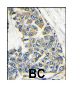 EIF4B Rabbit anti-Human, Polyclonal Antibody, Abnova 400 &mu;L | Buy Online | Abnova Corporation | Fisher Scientific