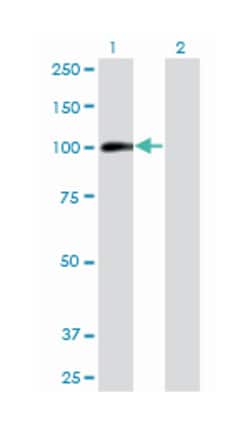 aryl hydrocarbon receptor, Mouse, Clone: 3H4, Abnova&trade;