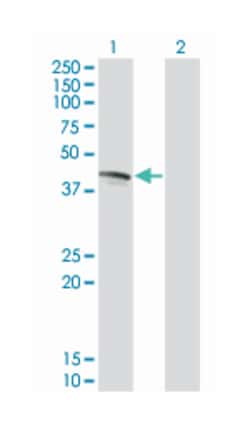 FAS, Mouse, Clone: 2G3, Abnova 100&mu;g; Unlabeled:Antibodies, Monoclonal