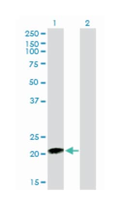 RHOC, Mouse, Clone: 2E12, Abnova 100&mu;g; Unlabeled:Antibodies, Monoclonal