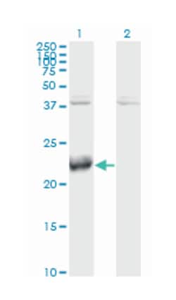 activating transcription factor 3, Mouse, Clone: 8G5, Abnova 100&mu;g;