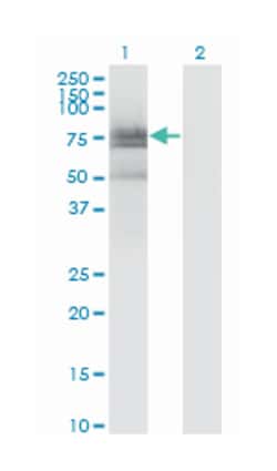 BMX, Mouse, Clone: 3G3, Abnova 100 &mu;g | Buy Online | Abnova | Fisher Scientific