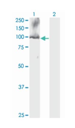 CDC5L, Mouse, Clone: 3C12, Abnova 100&mu;g; Unlabeled:Antibodies, Monoclonal