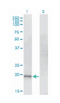 CDO1, Mouse, Clone: 4B4, Abnova 100&mu;g; Unlabeled:Antibodies, Monoclonal