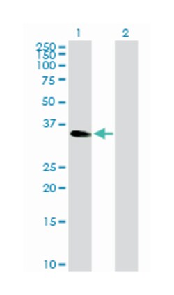 CCAAT/enhancer binding protein (C/EBP), epsilon, Rabbit, Purified MaxPab Polyclonal Antibody, Abnova 100 &mu;g | Buy Online | Abnova Corporation | Fisher Scientific