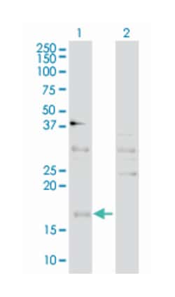 CCAAT/enhancer binding protein (C/EBP), gamma, Mouse, Polyclonal Antibody,