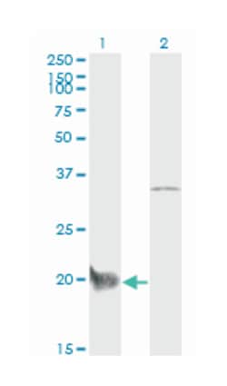 CEBPG, Mouse, Clone: S2, Abnova 100&mu;g; Unlabeled:Antibodies, Monoclonal