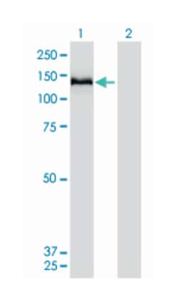COL6A2, Mouse, Clone: 2C5-F2, Abnova 100&mu;g; Unlabeled:Antibodies, Monoclonal