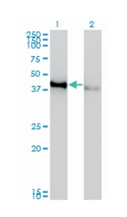 CREB1, Mouse, Clone: 3F1-1B2, Abnova 100&mu;g; Unlabeled:Antibodies, Monoclonal