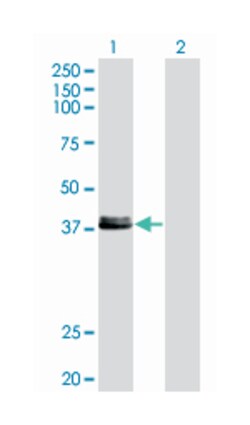 CREB1, Mouse, Clone: 2B2, Abnova 100&mu;g; Unlabeled:Antikörper