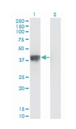 DFFA, Mouse, Clone: 3A11, Abnova 100&mu;g; Unlabeled:Antibodies, Monoclonal