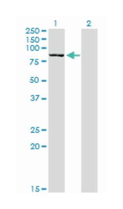 DLG3, Mouse, Clone: 2B6, Abnova 100&mu;g; Unlabeled:Antibodies, Monoclonal