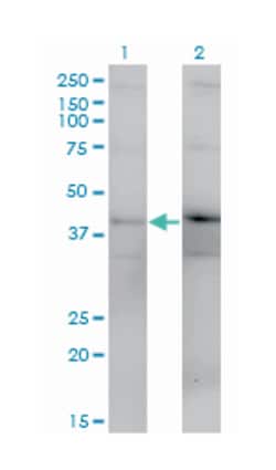 dual specificity phosphatase 4, Mouse, Clone: 1D12, Abnova 100&mu;g; Unlabeled:Antibodies,