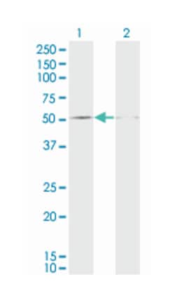 DUSP5 (M04), Mouse anti-Human, Clone: 2F3, Abnova 100&mu;g; Unlabeled:Antibodies,