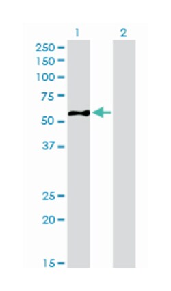 EIF5, Mouse, Clone: 2E6-4C12, Abnova 100&mu;g; Unlabeled:Anticorps, Monoclonal