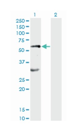 EPOR, Mouse, Clone: 3D10, Abnova 100&mu;g; Unlabeled:Antibodies, Monoclonal