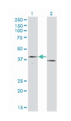 F3 (M01), Mouse anti-Human, Clone: 4G4, Abnova 100&mu;g; Unlabeled:Antibodies,