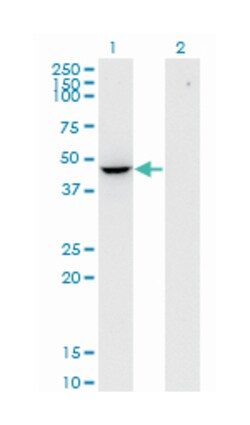 FLOT2, Mouse, Clone: 3G6, Abnova 100&mu;g; Unlabeled:Antibodies, Monoclonal