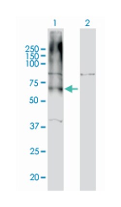 GABBR1, Mouse, Clone: 2D7, Abnova 100&mu;g; Unlabeled:Antibodies, Monoclonal