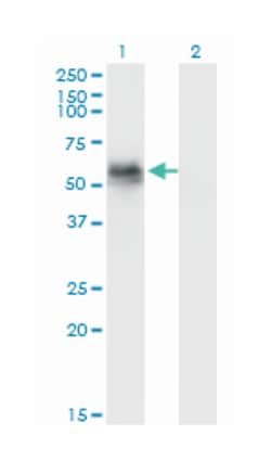 GAK, Mouse, Clone: 4C10, Abnova 100&mu;g; Unlabeled:Antibodies, Monoclonal
