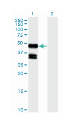 GDF8, Mouse, Clone: 2D8, Abnova 50&mu;g; Unlabeled:Antibodies, Monoclonal