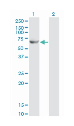 GK2, Mouse, Clone: 3G4, Abnova 100&mu;g; Unlabeled:Antibodies, Monoclonal