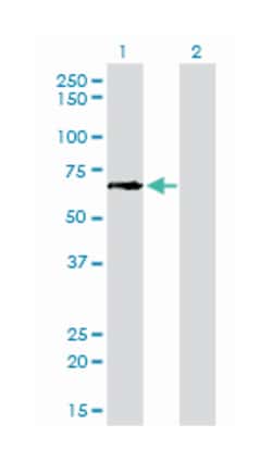 GCLC, Mouse, Clone: 3H1, Abnova 100&mu;g; Unlabeled:Antibodies, Monoclonal