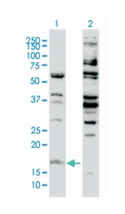 H3 histone, family 3B (H3.3B), Mouse, Clone: 2D7-H1, Abnova 100&mu;g; Unlabeled:Antibodies,