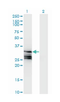 HAGH, Mouse, Clone: 2F9, Abnova 200&mu;L; Unlabeled:Antibodies, Monoclonal