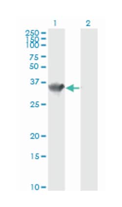 hydroxyacyl-Coenzyme A dehydrogenase, Mouse, Clone: 4B5, Abnova&trade;