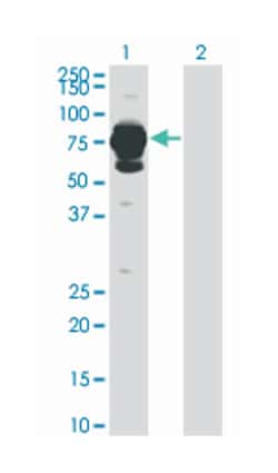 HAL, Mouse, Clone: 4F2, Abnova 100&mu;g; Unlabeled:Antibodies, Monoclonal