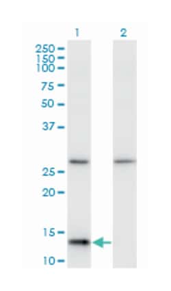 HINT1, Mouse, Clone: 2D7, Abnova 100&mu;g; Unlabeled:Antibodies, Monoclonal