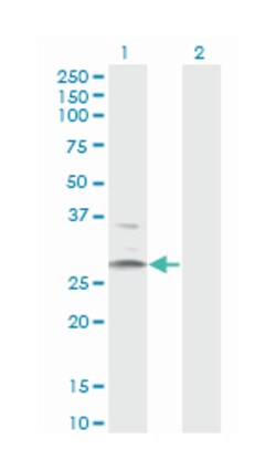 hydroxysteroid (11-beta) dehydrogenase 1, Mouse, Clone: 2C10, Abnova 200&mu;L;