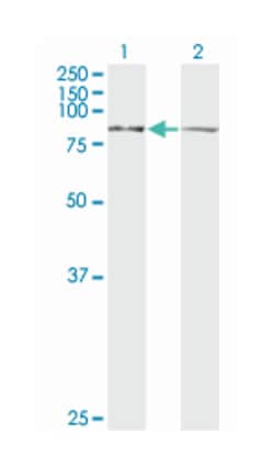 leucine zipper-EF-hand containing transmembrane protein 1, Mouse, Clone: