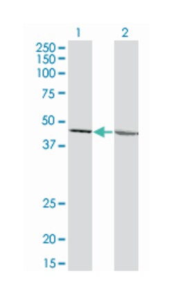 LFNG, Mouse, Clone: 3C4, Abnova 200 &mu;L | Buy Online | Abnova | Fisher Scientific