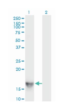 SH2 domain protein 1A, Mouse, Clone: 1C9, Abnova 100&mu;g; Unlabeled:Antibodies,