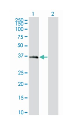 MEOX2, Mouse, Clone: 4E10, Abnova 100&mu;g; Unlabeled:Antibodies, Monoclonal