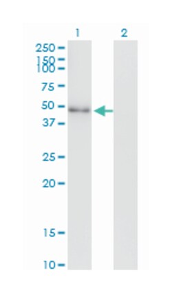 NEUROD2, Mouse, Clone: 3E7, Abnova 100&mu;g; Unlabeled:Antibodies, Monoclonal