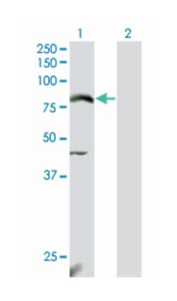 nuclear factor (erythroid-derived 2)-like 2, Mouse, Clone: 3G7, Abnova