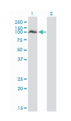 NPAS2, Mouse, Clone: 6C9, Abnova 200 &mu;L | Buy Online | Abnova Corporation | Fisher Scientific