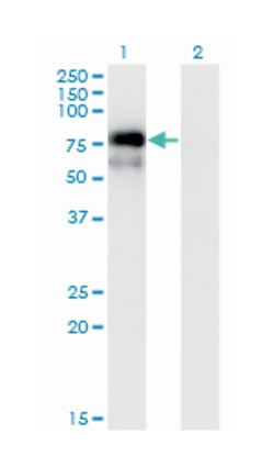 NR4A2, Mouse, Clone: 3E10, Abnova 100&mu;g; Unlabeled:Antibodies, Monoclonal