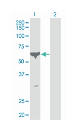 PCTAIRE protein kinase 1, Mouse, Clone: 2E5, Abnova 100&mu;g; Unlabeled:Antibodies,