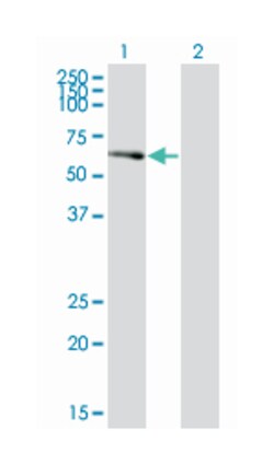 PCTAIRE protein kinase 2, Mouse, Polyclonal Antibody, Abnova 50&mu;L; Unlabeled:Antibodies,