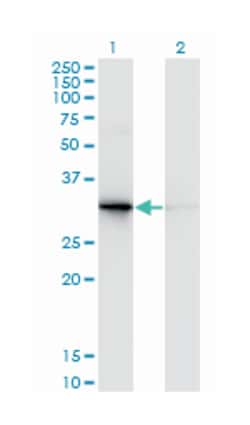 PDYN, Mouse, Clone: 2E12, Abnova 100&mu;g; Unlabeled:Antibodies, Monoclonal
