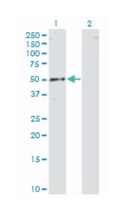 RNA binding motif, single stranded interacting protein 1, Mouse, Clone: